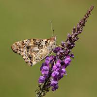Painted Lady 1 